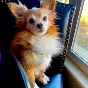 Meet your Posher, Chelsea